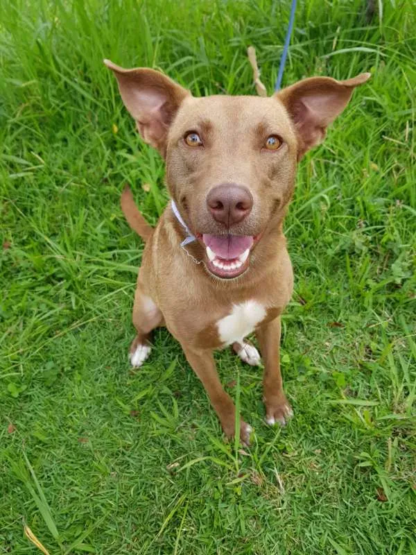 Cachorro ra a SRD idade 2 anos nome MEL