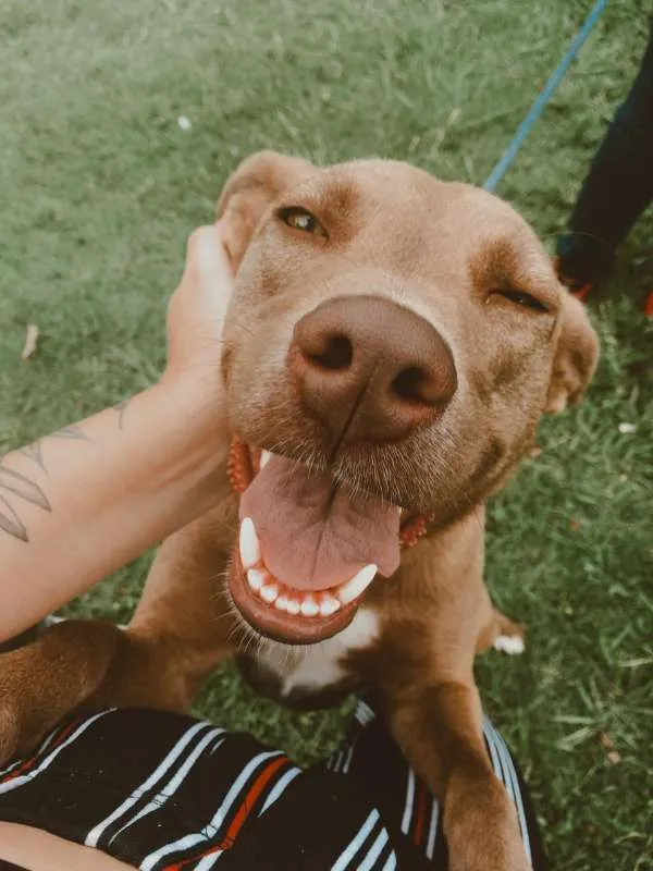Cachorro ra a SRD idade 2 anos nome MEL