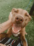 MEL