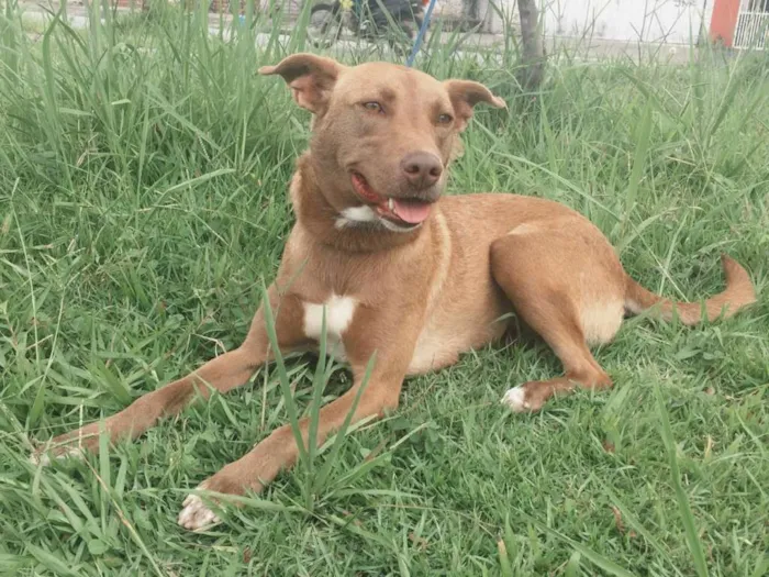 Cachorro ra a SRD idade 2 anos nome MEL