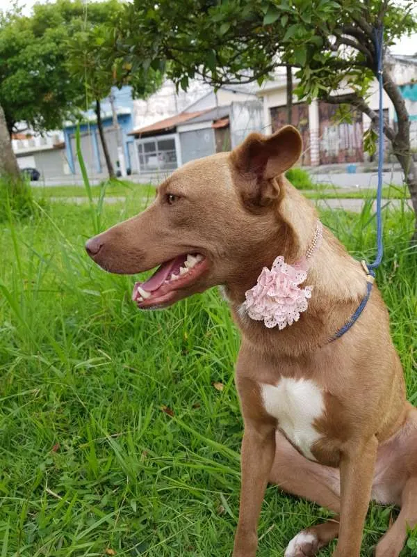 Cachorro ra a SRD idade 2 anos nome MEL