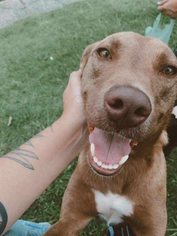 Cachorro ra a SRD idade 2 anos nome MEL
