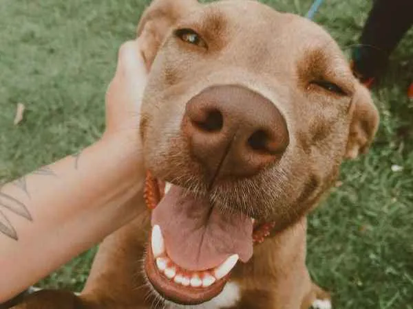 Cachorro ra a SRD idade 2 anos nome MEL