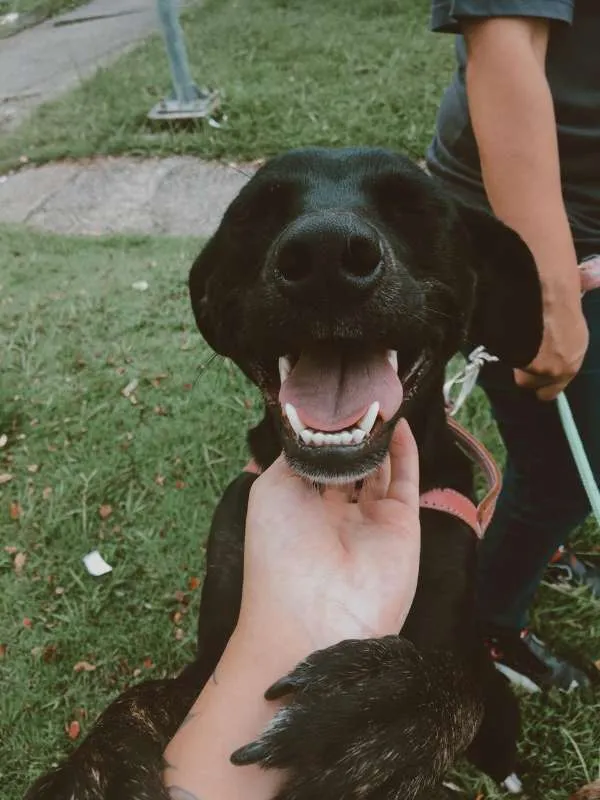 Cachorro ra a SRD idade 2 anos nome MILA