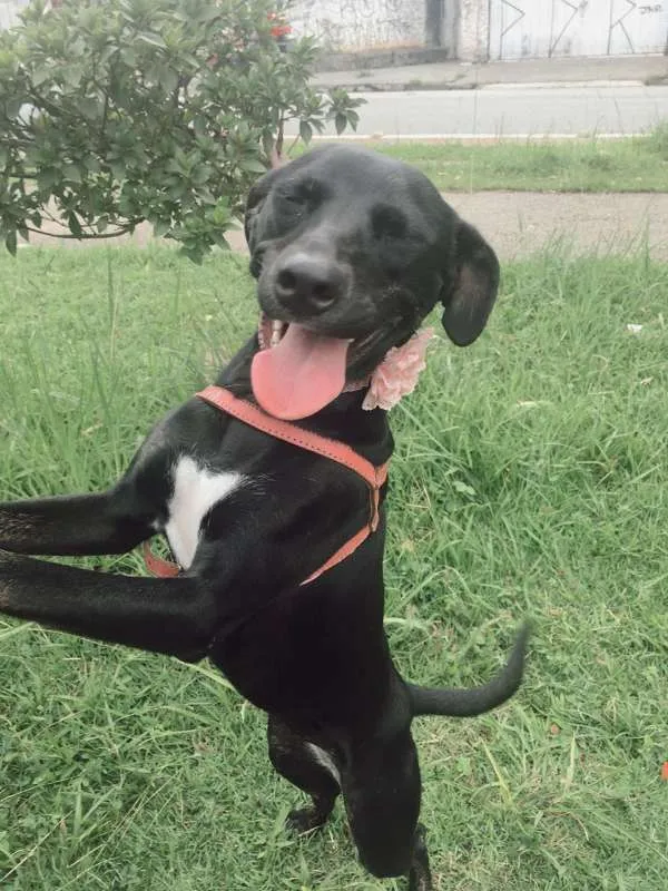 Cachorro ra a SRD idade 2 anos nome MILA