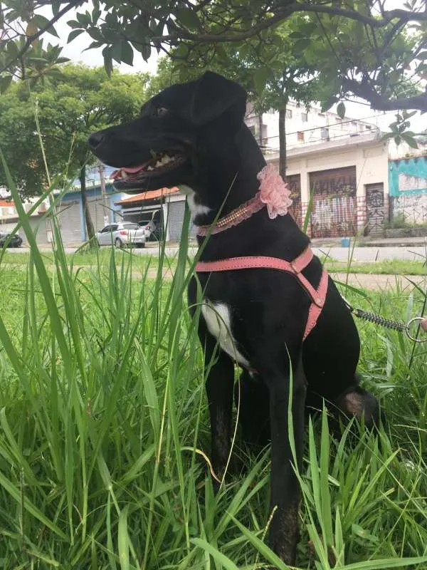Cachorro ra a SRD idade 2 anos nome MILA