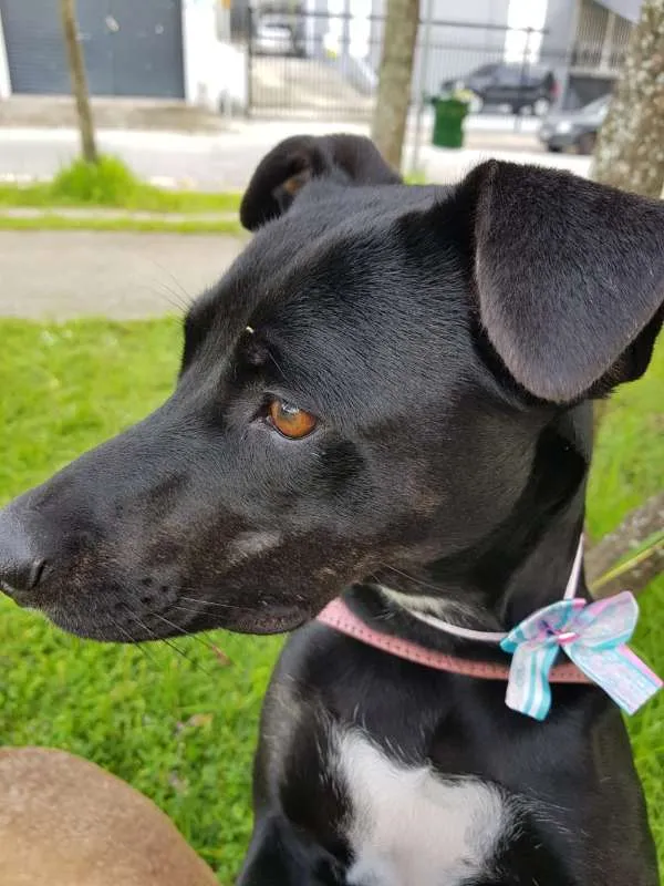 Cachorro ra a SRD idade 2 anos nome MILA