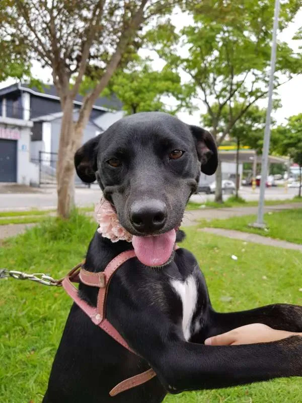Cachorro ra a SRD idade 2 anos nome MILA