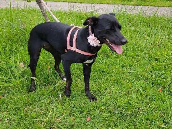 Cachorro ra a SRD idade 2 anos nome MILA