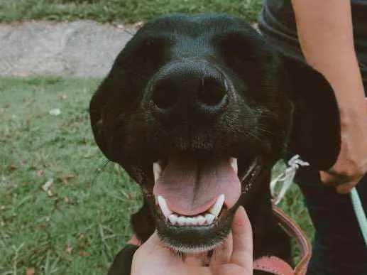 Cachorro ra a SRD idade 2 anos nome MILA