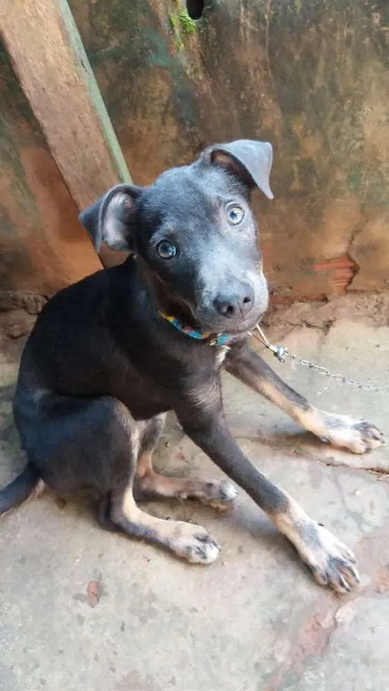 Cachorro raça Comum idade 2 a 6 meses nome Cacau/ scott.