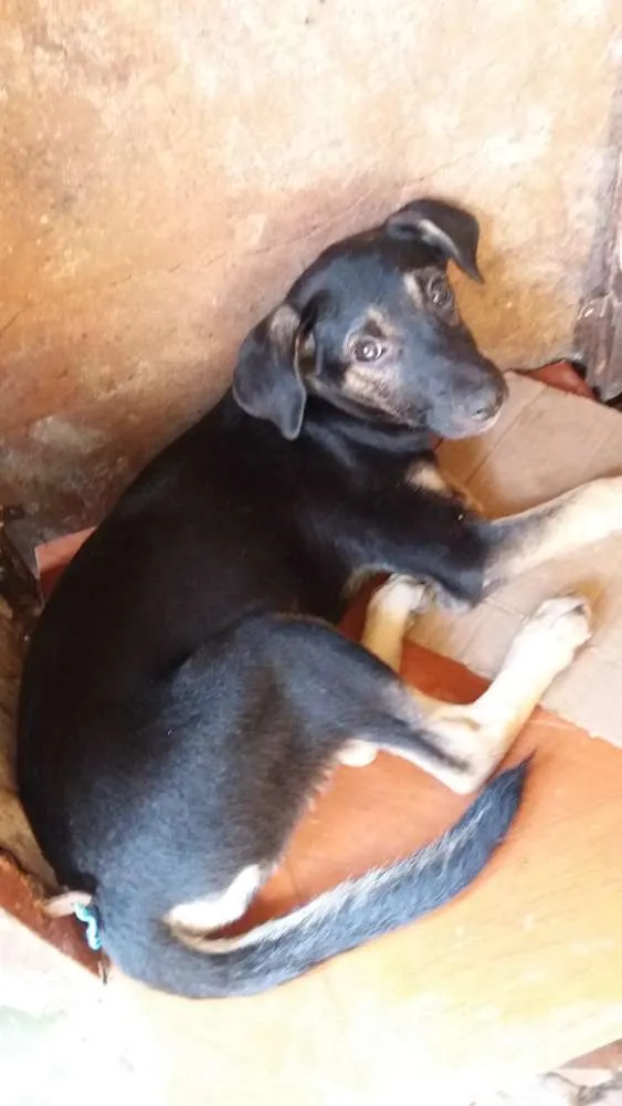 Cachorro raça Comum idade 2 a 6 meses nome Cacau/ scott.