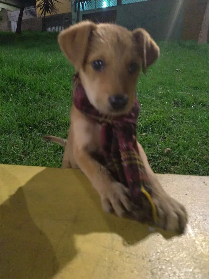 Cachorro raça Srd idade 2 a 6 meses nome Flintols