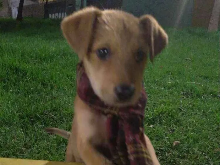 Cachorro raça Srd idade 2 a 6 meses nome Flintols
