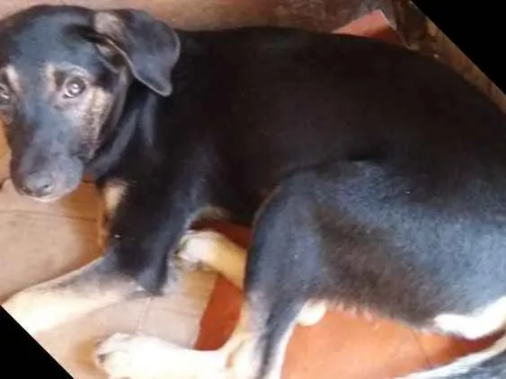 Cachorro raça Comum idade 2 a 6 meses nome Cacau/ scott.