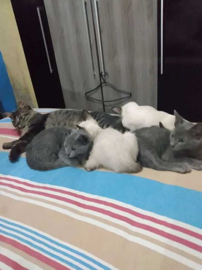 Gato ra a Misturado idade 2 a 6 meses nome Ainda não tem nome