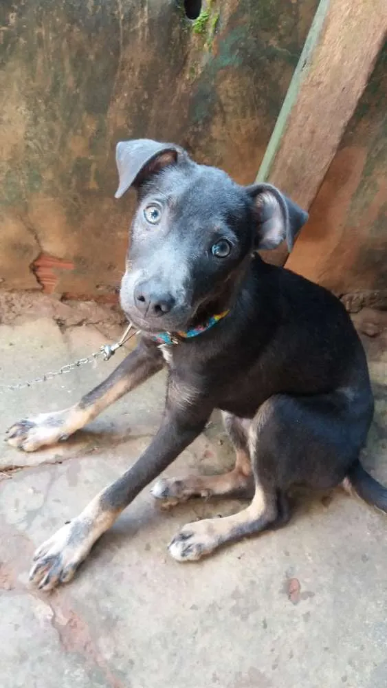 Cachorro raça Comum idade 2 a 6 meses nome Scott
