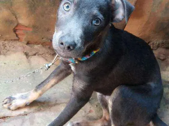 Cachorro raça Comum idade 2 a 6 meses nome Scott