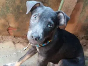 Cachorro raça Comum idade 2 a 6 meses nome Scott