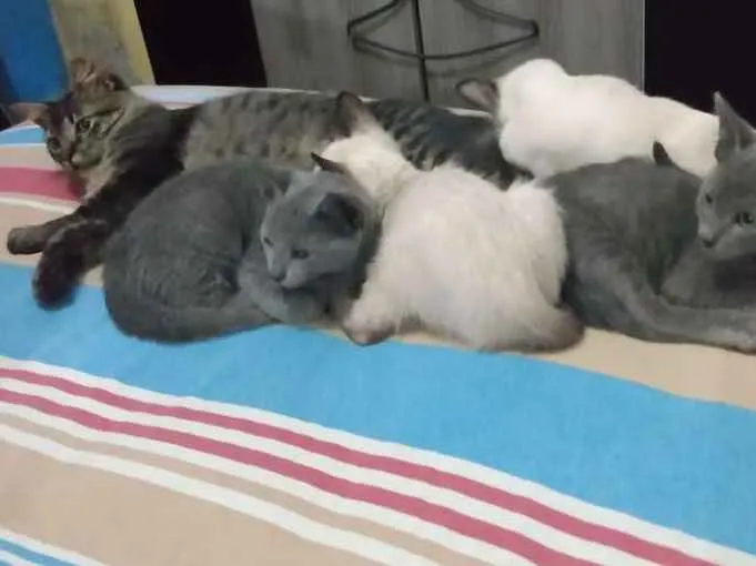 Gato ra a Misturado idade 2 a 6 meses nome Ainda não tem nome