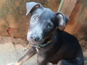 Cachorro raça Comum idade 2 a 6 meses nome Cacau/ scott.