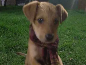 Cachorro raça Srd idade 2 a 6 meses nome Flintols