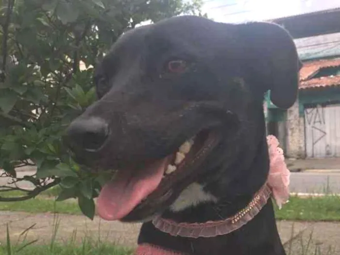 Cachorro ra a SRD idade 2 anos nome MILA