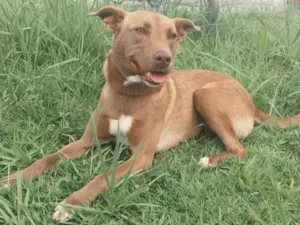 Cachorro raça SRD idade 2 anos nome MEL