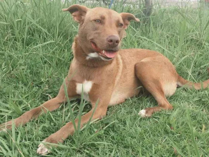 Cachorro ra a SRD idade 2 anos nome MEL