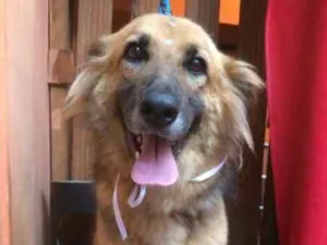 Cachorro raça Pastor Alemão idade 4 anos nome NANA
