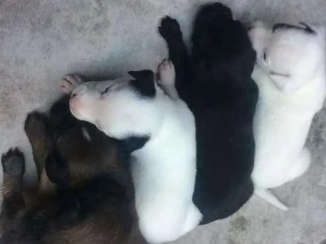 Cachorro ra a Vira lata idade Abaixo de 2 meses nome Sem nome
