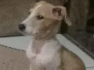 Cachorro raça Comum idade 2 a 6 meses nome Sao varios cachorros