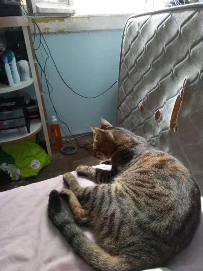 Gato ra a  idade 1 ano nome Tikininho