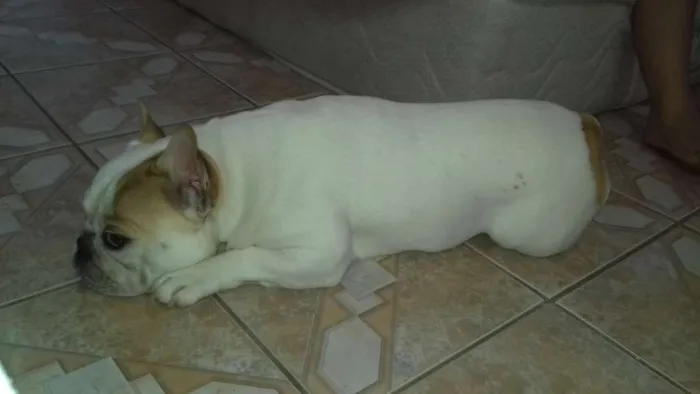 Cachorro raça Buldogue Francês  idade 2 a 6 meses nome Fred