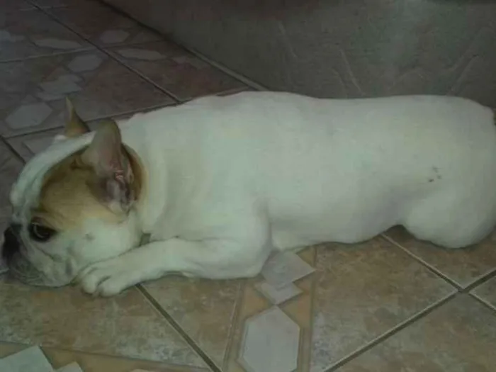 Cachorro raça Buldogue Francês  idade 2 a 6 meses nome Fred