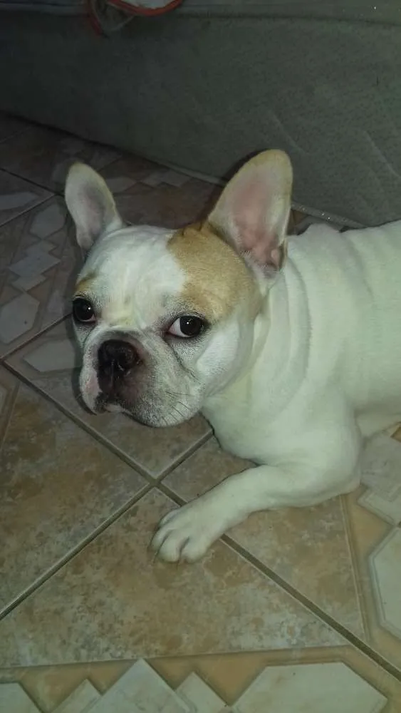 Cachorro raça Buldogue Francês  idade 2 a 6 meses nome Fred