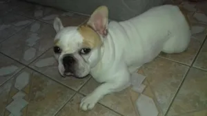 Cachorro raça Buldogue Francês  idade 2 a 6 meses nome Fred