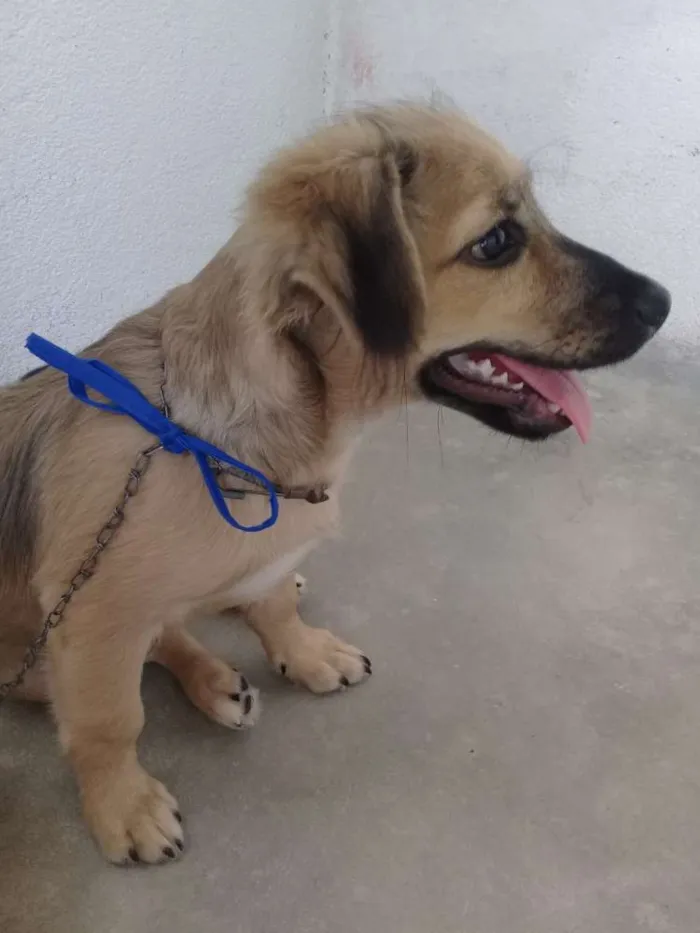 Cachorro ra a Sem raça  idade 2 a 6 meses nome Melke