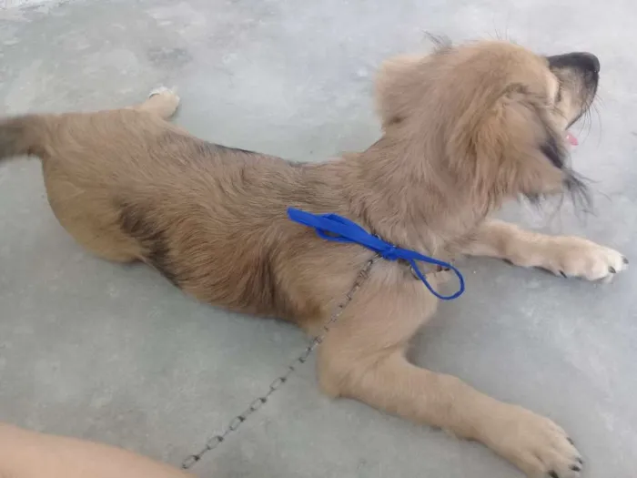 Cachorro ra a Sem raça  idade 2 a 6 meses nome Melke