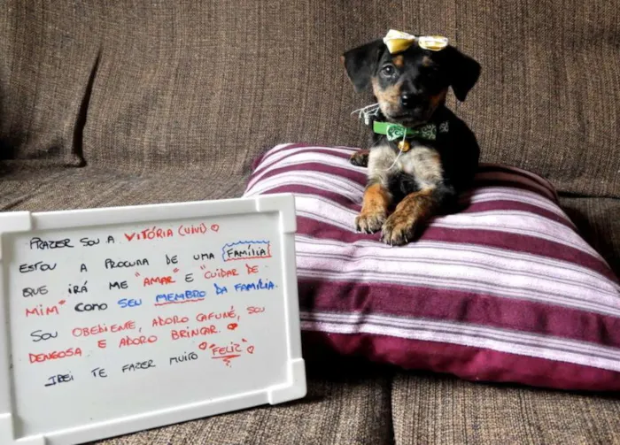 Cachorro ra a Vira lata idade 2 a 6 meses nome Vivi (Vitória)