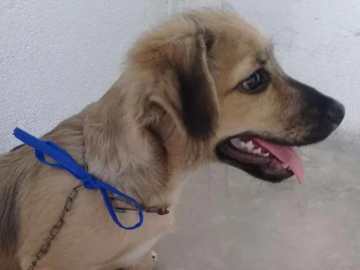 Cachorro ra a Sem raça  idade 2 a 6 meses nome Melke