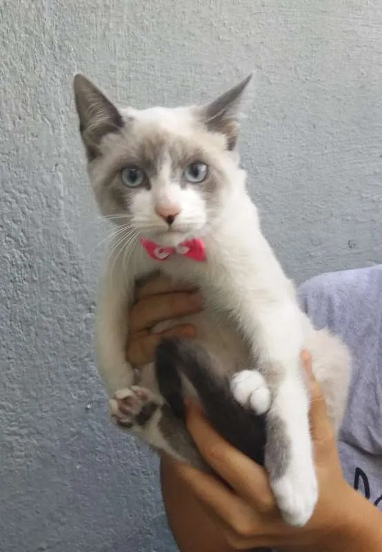 Gato ra a srd idade 2 a 6 meses nome Gatos
