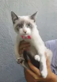 Gatos