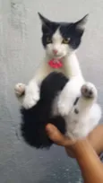 Gatos
