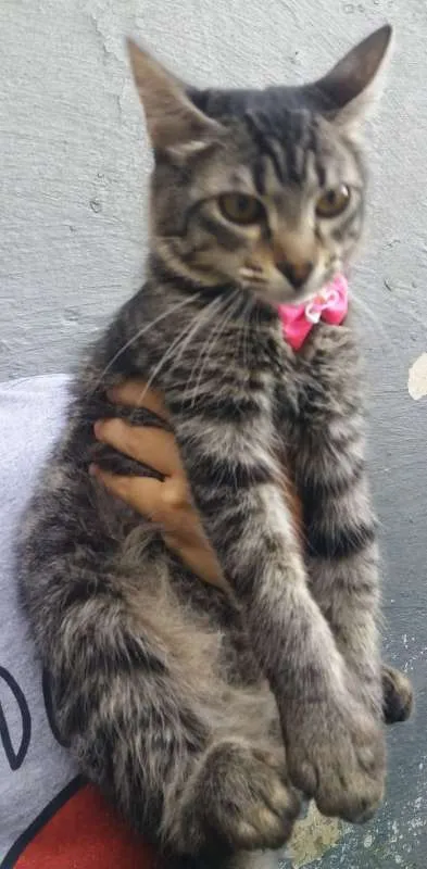 Gato ra a srd idade 2 a 6 meses nome Gatos