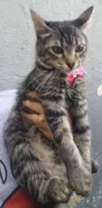Gatos