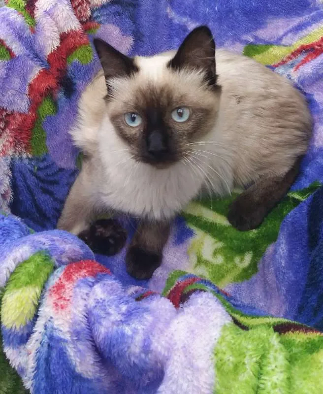 Gato ra a srd idade 2 a 6 meses nome Gatos