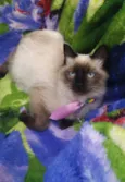 Gatos