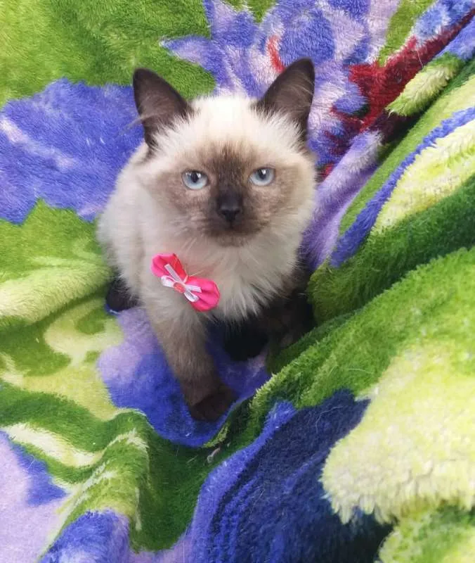 Gato ra a srd idade 2 a 6 meses nome Gatos