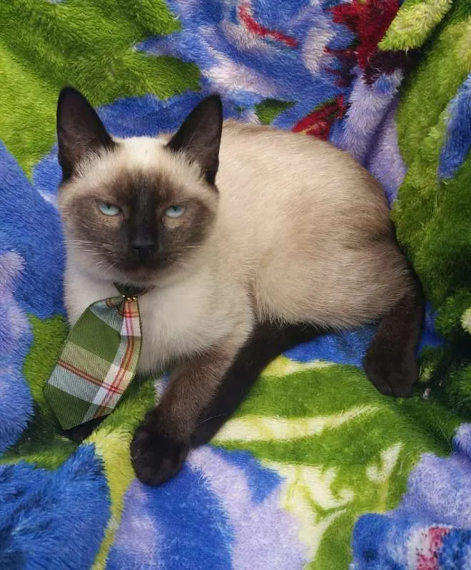 Gato ra a srd idade 2 a 6 meses nome Gatos